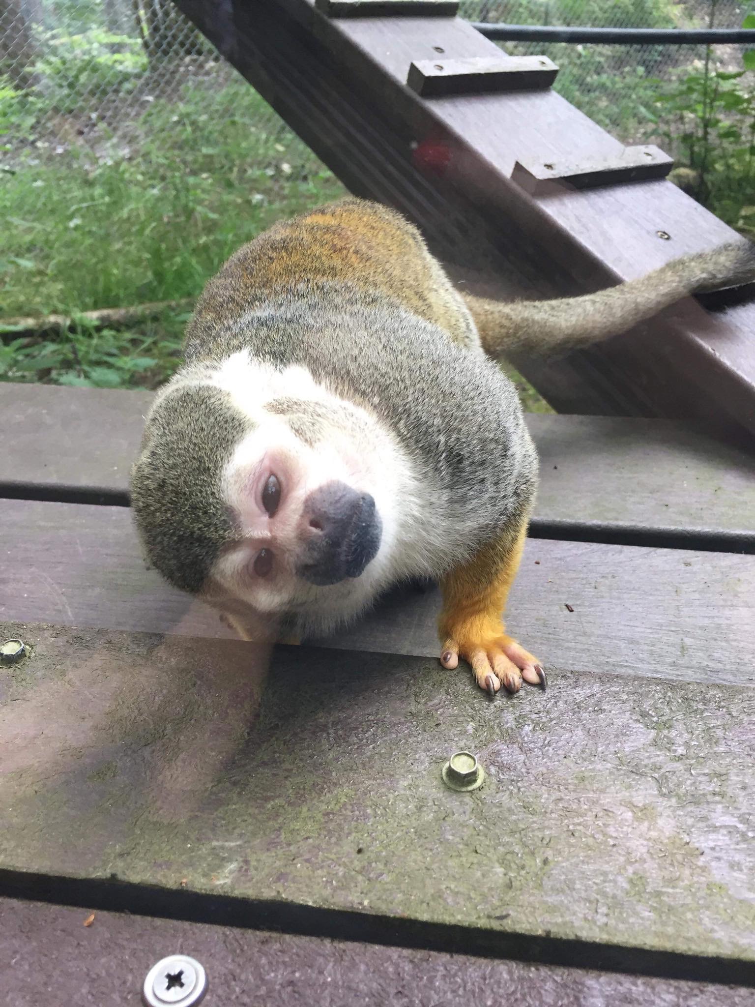 A Trip to Monkey World