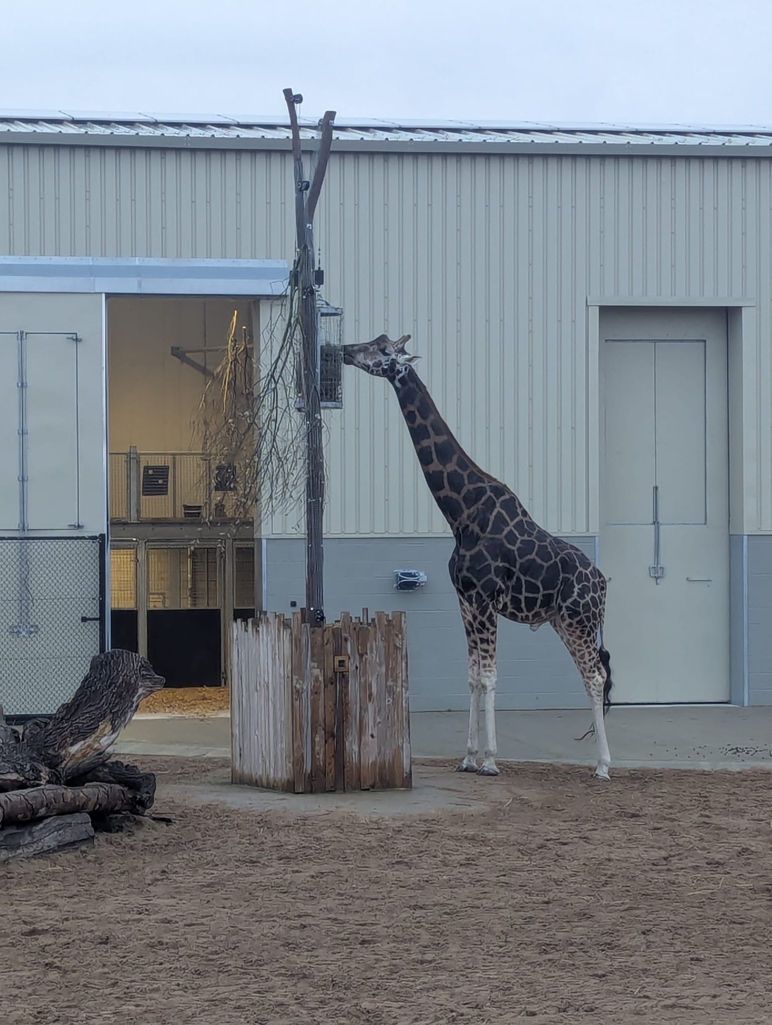 Jane Clendon “Giraffes and Special Memories”